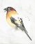 Picture of ABSTRACT SONGBIRD STUDY IV