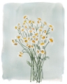 Picture of CHAMOMILE BOUQUET I