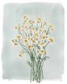 Picture of CHAMOMILE BOUQUET I