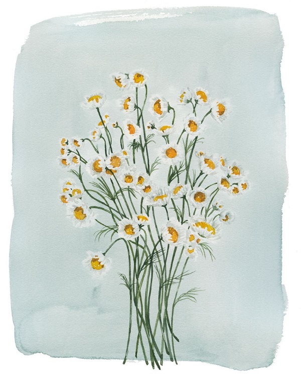 Picture of CHAMOMILE BOUQUET II
