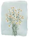 Picture of CHAMOMILE BOUQUET II