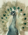 Picture of SEPIA PEACOCK II