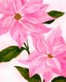 Picture of NEON PINK POINSETTIAS I