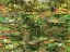 Picture of WATERLILLIES CASCADE II