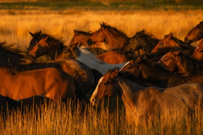 Picture of GOLDEN LIGHT