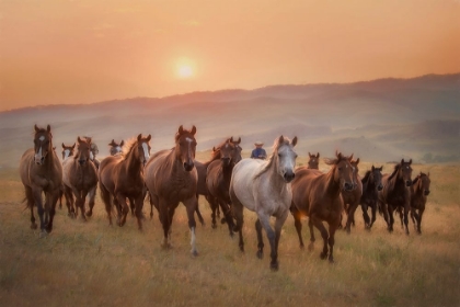 Picture of MORNING JINGLE