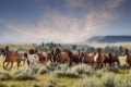 Picture of MONTANA RANCH HORSES