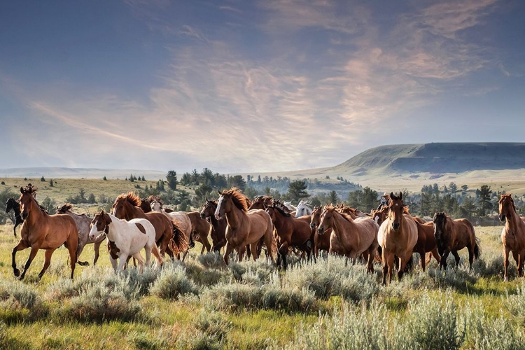 Picture of MONTANA RANCH HORSES