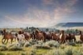 Picture of MONTANA RANCH HORSES