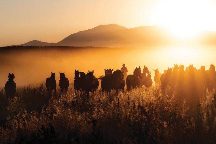 Picture of COMING IN HOT