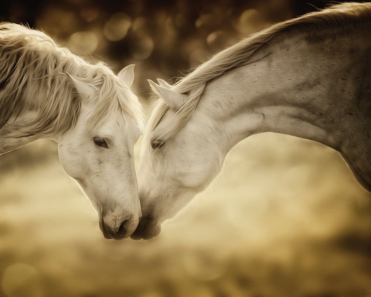 Picture of CONNECTIONS