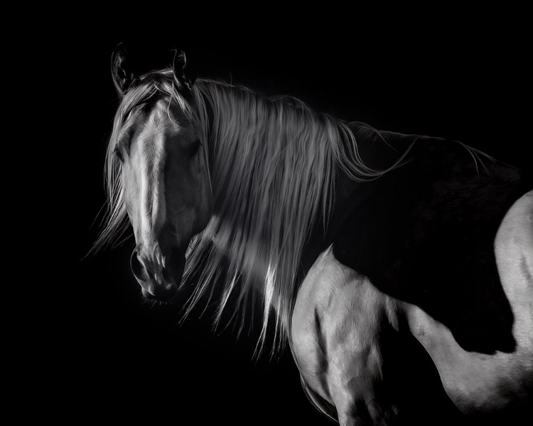 Picture of IN THE SHADOWS