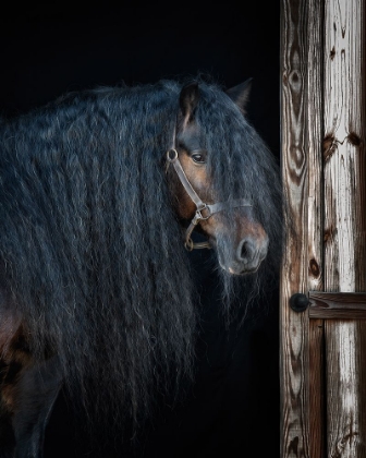 Picture of RUSTIC GYPSY