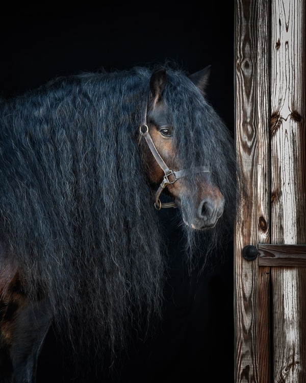 Picture of RUSTIC GYPSY