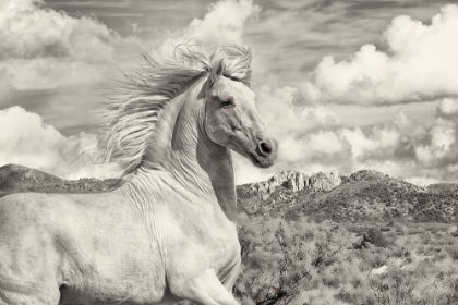 Picture of FREE TO RUN