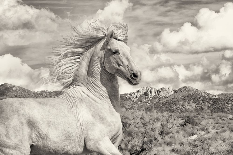 Picture of FREE TO RUN