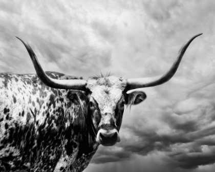 Picture of THE LOOKOUT