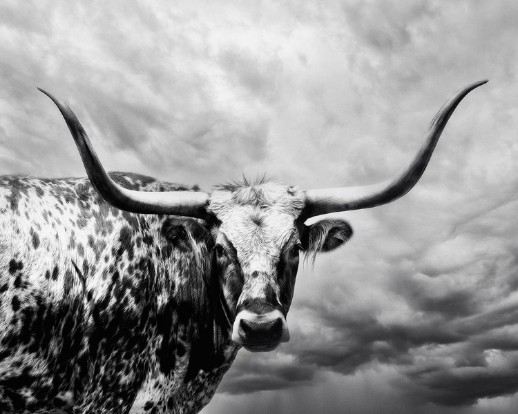 Picture of THE LOOKOUT