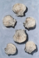 Picture of EMBELLISHED SEASHELLS I
