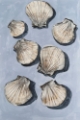 Picture of EMBELLISHED SEASHELLS II