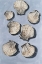 Picture of EMBELLISHED SEASHELLS II