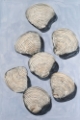 Picture of EMBELLISHED SEASHELLS III