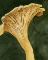 Picture of CHANTERELLA I