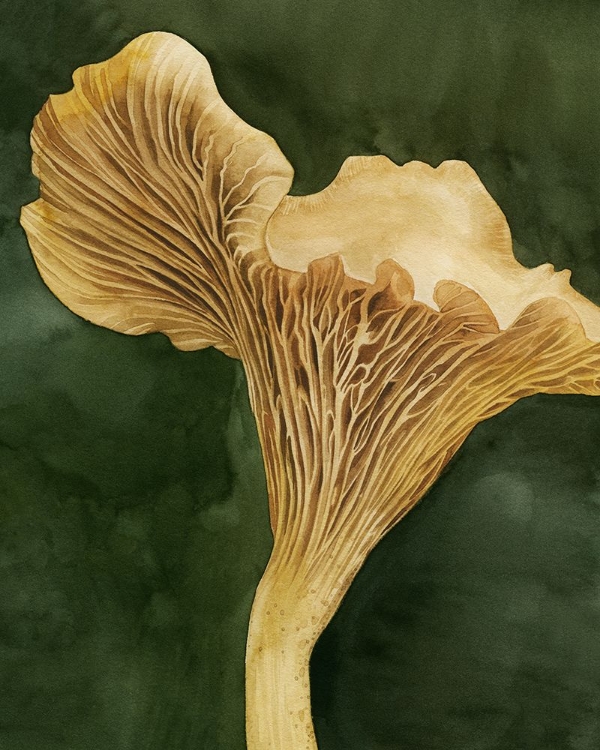 Picture of CHANTERELLA II