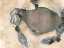 Picture of THE MARYLAND CRAB II