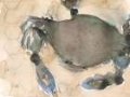 Picture of THE MARYLAND CRAB II