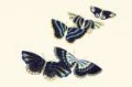 Picture of KAMISAKA SEKKAS WOODBLOCK BUTTERFLIES III