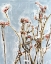 Picture of MIMOSA MEADOW I