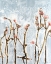 Picture of MIMOSA MEADOW II