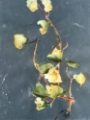 Picture of VIGOROUS VINE II