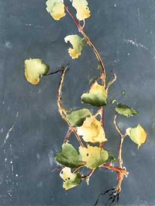 Picture of VIGOROUS VINE II