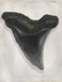 Picture of WATERCOLOR SHARKS TOOTH I