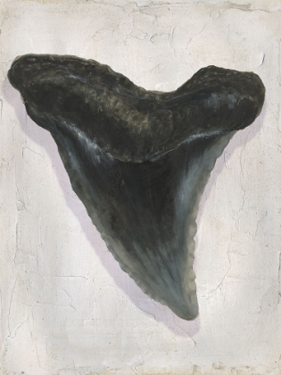 Picture of WATERCOLOR SHARKS TOOTH I