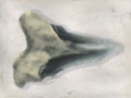 Picture of WATERCOLOR SHARKS TOOTH III