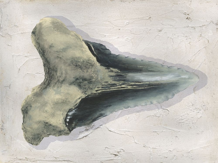 Picture of WATERCOLOR SHARKS TOOTH III