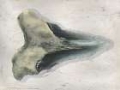 Picture of WATERCOLOR SHARKS TOOTH III
