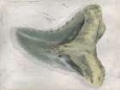 Picture of WATERCOLOR SHARKS TOOTH IV
