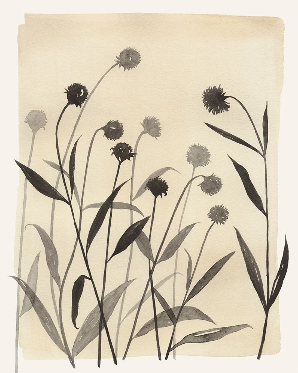 Picture of SUMMER ECHINACHEA I