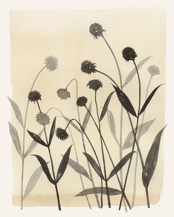 Picture of SUMMER ECHINACHEA II