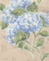 Picture of VINTAGE HYDRANGEA FRESCO I
