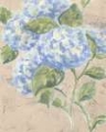 Picture of VINTAGE HYDRANGEA FRESCO I