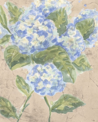 Picture of VINTAGE HYDRANGEA FRESCO II