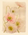 Picture of VINTAGE SUMMER POPPIES I