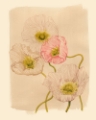 Picture of VINTAGE SUMMER POPPIES II