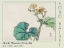 Picture of BAREI EXHIBITION FLOWERS IV