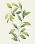 Picture of WILTED VINE II
